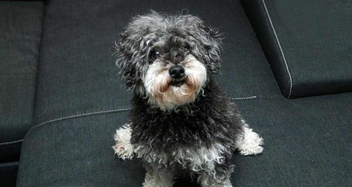 卷毛狗狗的魅力特征与养护指南，温顺聪明的完美伴侣