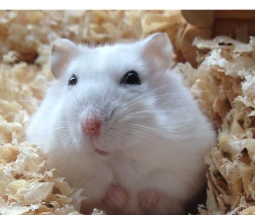 小仓鼠眼睛问题全解析：原因识别与有效防治指南