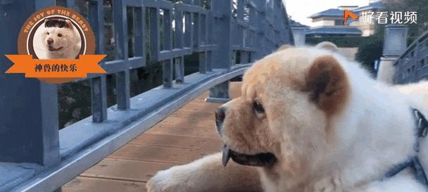 松狮每天遛多久合适 运动时间安排与健康管理指南