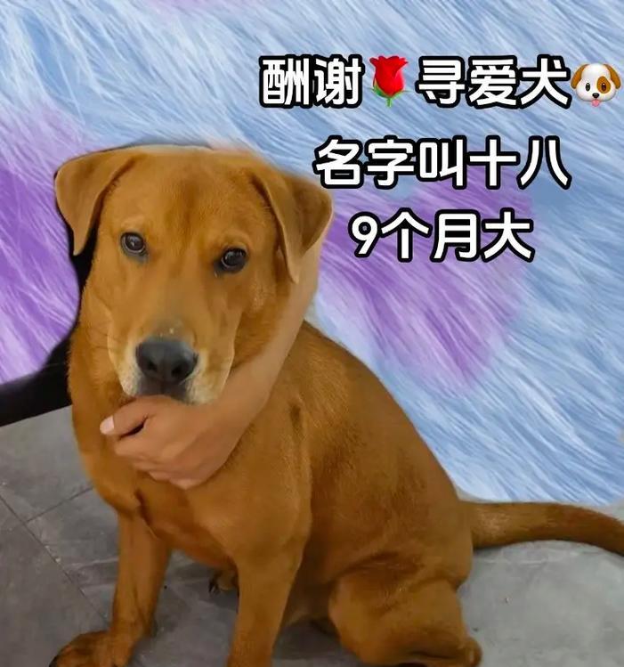 深圳拉布拉多主题地点大全 - 宠物市场咖啡馆公园一网打尽