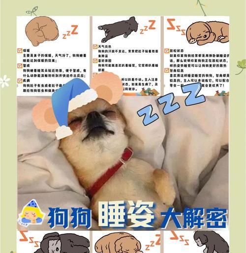 狗狗睡眠需求全攻略：成年犬每天需睡12-14小时