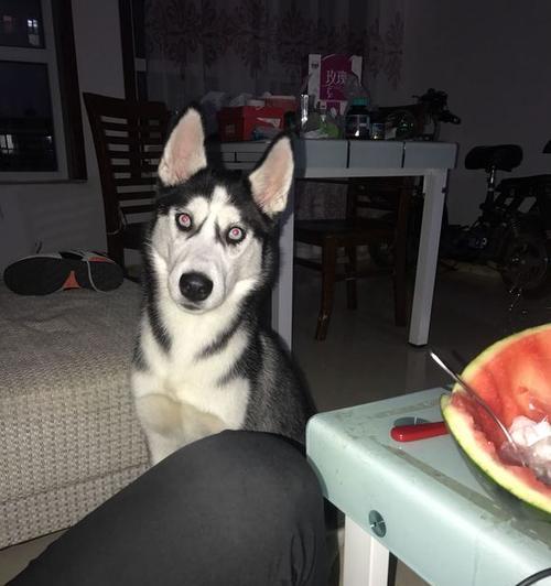 哈士奇饮食指南：营养搭配与健康喂养要点