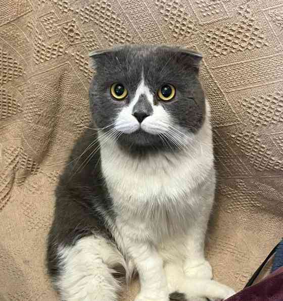 折耳猫有哪些品种详细介绍15种常见折耳猫特点对比