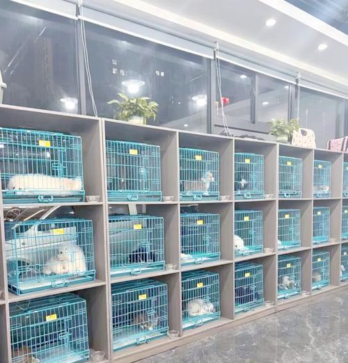 探索韩国著名犬舍文化与培育技术发展