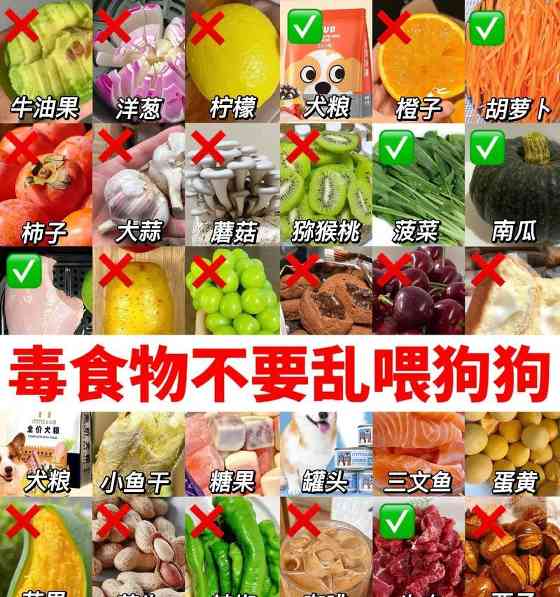 狗狗可以吃蛋白蛋黄吗？正确喂食方法避免中毒风险