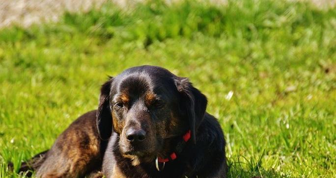 蝴蝶犬洗澡频率及护理技巧，科学养护方法指南