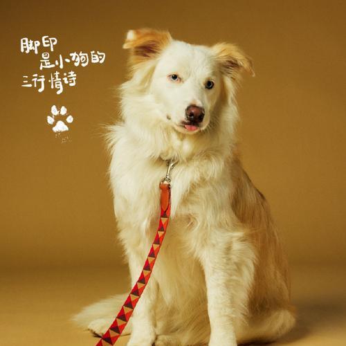 明星与宠物狗的温馨故事：爱心饲育与慈善救助