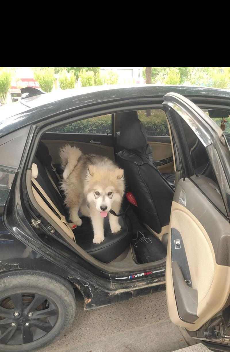 阿拉斯加犬洗澡频率指南：最佳间隔时间与护理要点