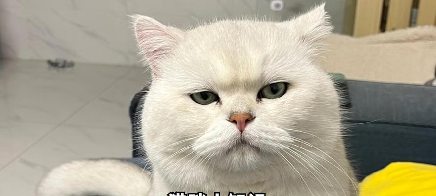 猫咪疫苗接种间隔时间及注意事项详解