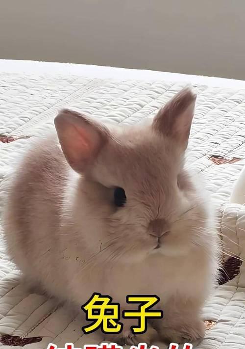 兔子眼睛发炎症状治疗全攻略，康复护理要点详解