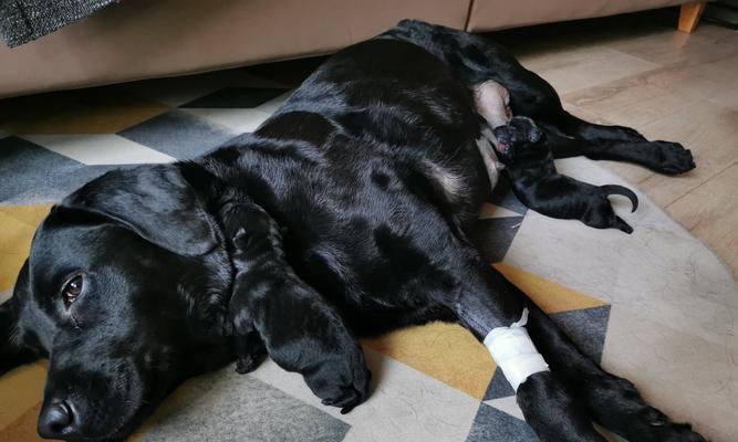 狗狗产后多久能洗澡及注意事项详解