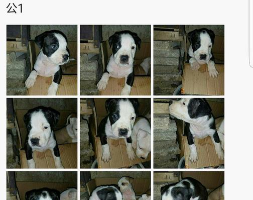 狗狗出生纸办理全攻略：流程步骤与注意事项详解