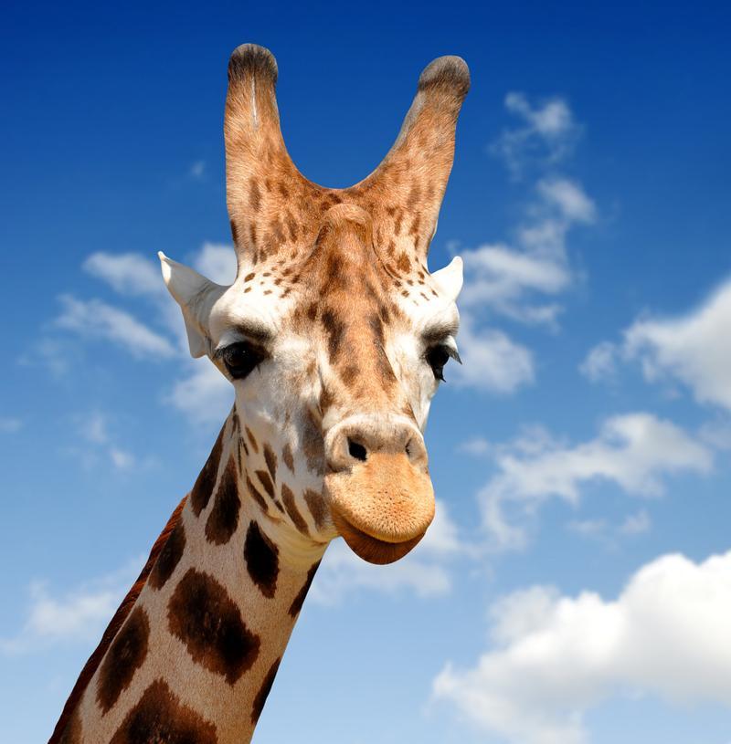 长颈鹿与麒麟的神秘关联：揭秘这种独特动物的真实面貌