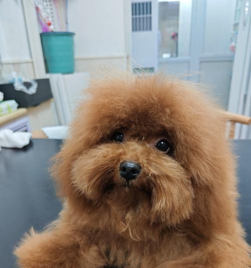 泰迪犬换毛周期及护理技巧详解，轻松应对季节性脱毛问题