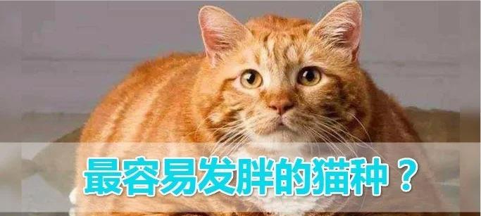 哪种猫咪最容易发胖？十大易胖猫种特点分析