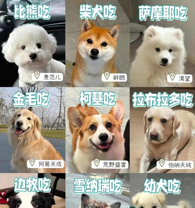 狗狗与主人互动的15种方式，增进宠物情感联系