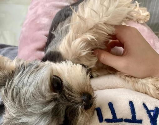 狗狗绝育手术最佳时机选择指南，6个月至1岁最适宜