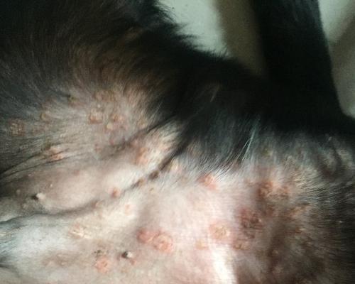 拉布拉多皮肤病防治指南：常见类型与有效预防方法