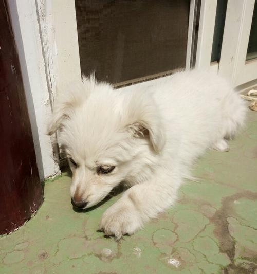 白色长毛狗品种大全：十大热门犬种特点与养护指南