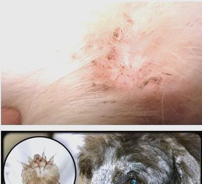 狗狗皮肤虫感染的15大症状识别及防治指南