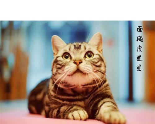 母猫发情期洗澡指南：安全护理方法与注意事项详解