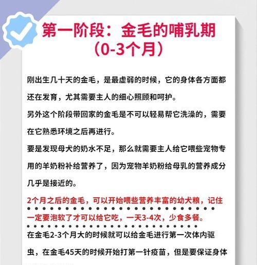 金毛犬成长时间表全解析：从幼犬到成年的关键发育阶段