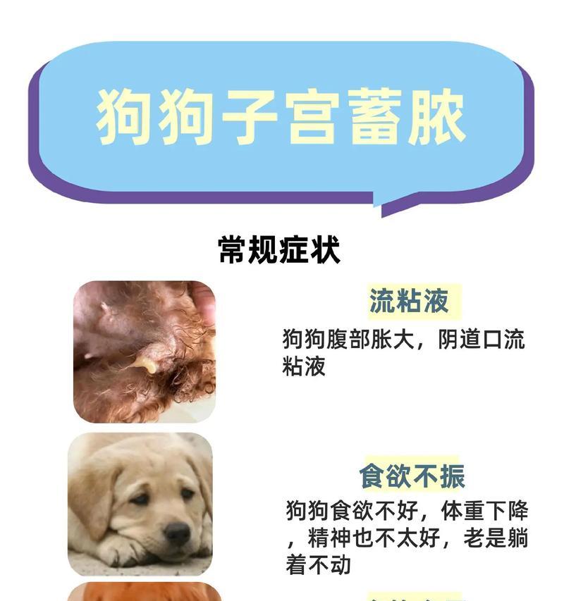 狗宝宝羊水流程详解：流出时间与分娩观察要点