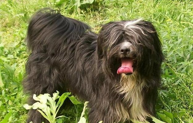 宠物小型犬养护全攻略：特点习性与培育方法详解