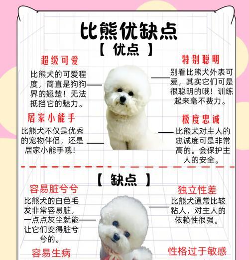 养比熊犬一年多少钱？全面分析饲养成本费用明细