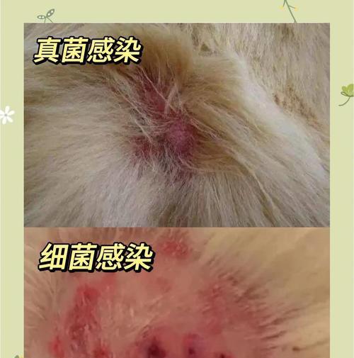 狗狗皮肤病分类诊断与治疗方法详解