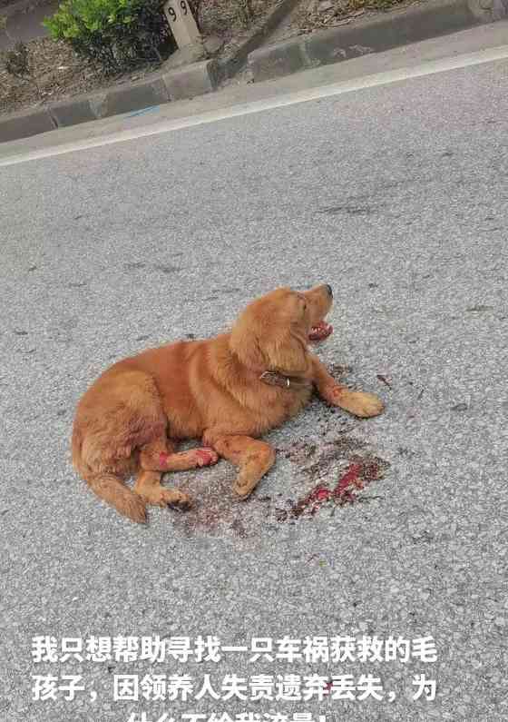 感人至深！狗狗救人的真实故事展现忠诚伙伴的伟大