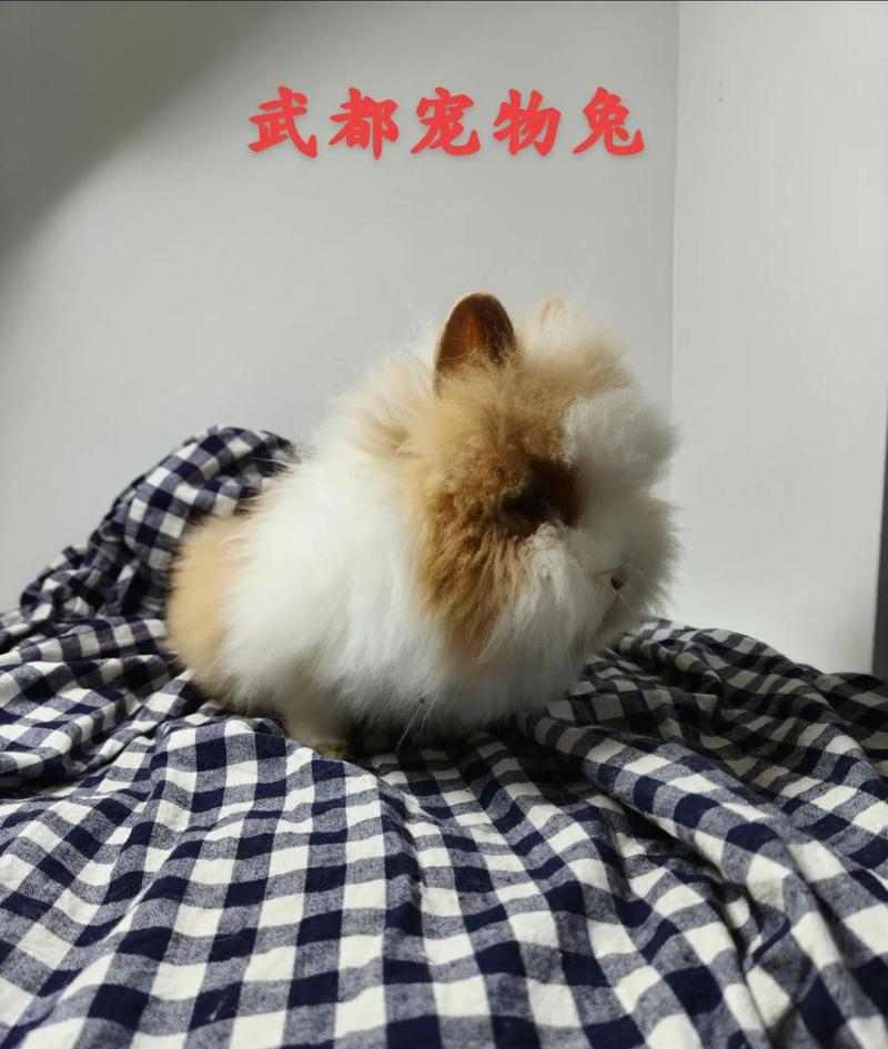 宠物繁殖特性全解析：从狗狗猫咪到水生动物的生育规律指南