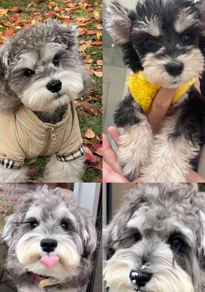 三种最受欢迎雪纳瑞颜色特点解析：白色黑色咖啡色全面对比