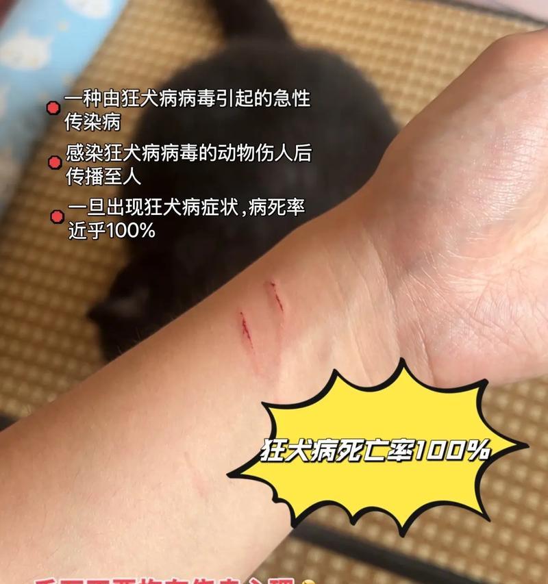 狗狗咬人攻击行为如何正确纠正 训练方法全攻略