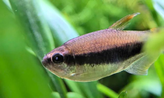 温和灯科鱼品种推荐及养殖要点详解