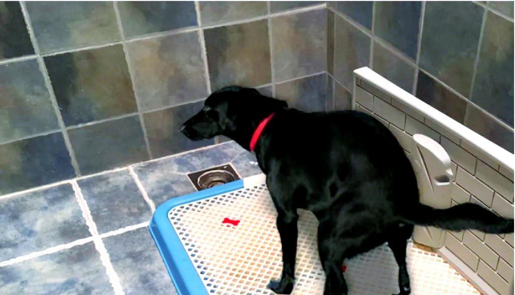 幼犬排泄训练全攻略：时间规律与正确引导方法