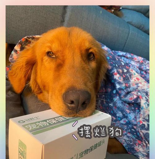 金毛狗狗口臭原因及解决方法全攻略