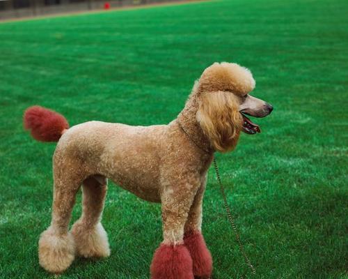 贵宾狗眼睛睁眼时间及发育过程详解，幼犬眼部护理全攻略