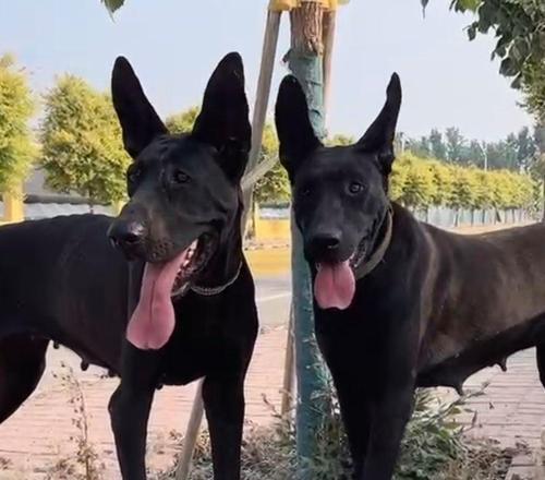 狗狗人工立耳手术重塑听觉体验的全面解析