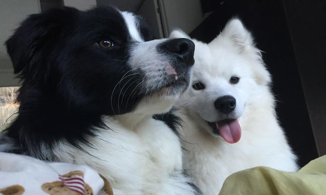 7个月萨摩耶体外驱虫全攻略，宠物健康防护指南