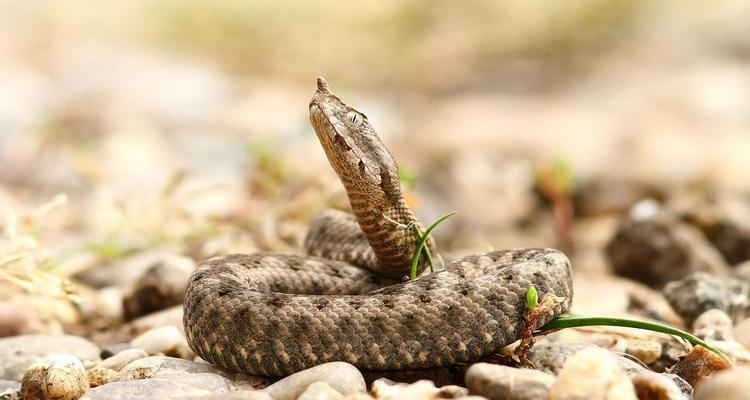 角蝰外貌特征与生活习性解析：分布区域及防范措施
