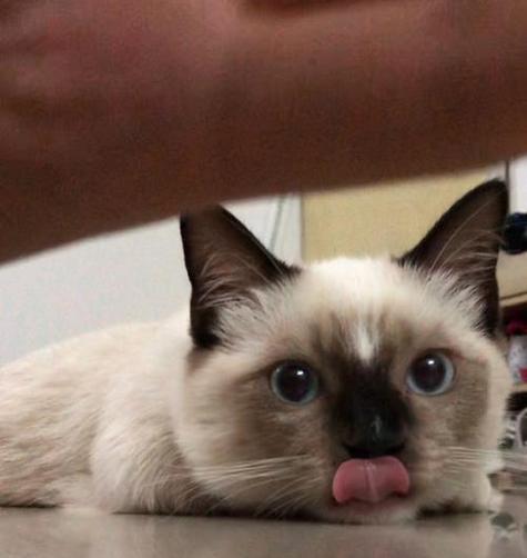 暹罗猫呕吐食物的14个原因及解决方法