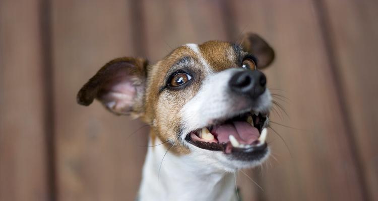 狗狗眼屎增多的12大原因及解决方法，宠物主人必看