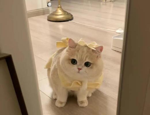 小猫补钙需要多长时间？科学喂养指南帮你解答