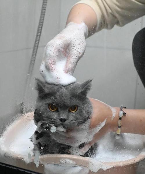 宠物猫狗洗澡频率与正确方法全攻略