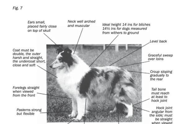 喜乐蒂与苏牧教育理念全面对比分析