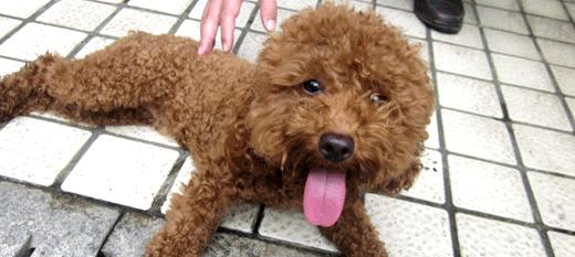 棕色宠物狗品种大全：14种常见棕色狗狗外貌性格特点详解