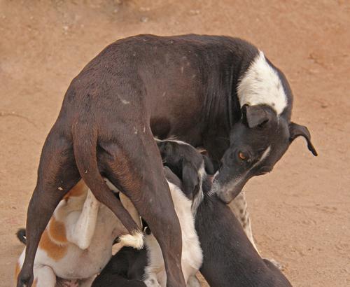 怀孕母狗水肿症状识别与安全处理方法指南