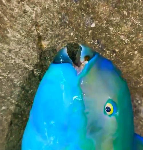 以食物残渣为食的鱼类有哪些？探索不同鱼类的食性特点