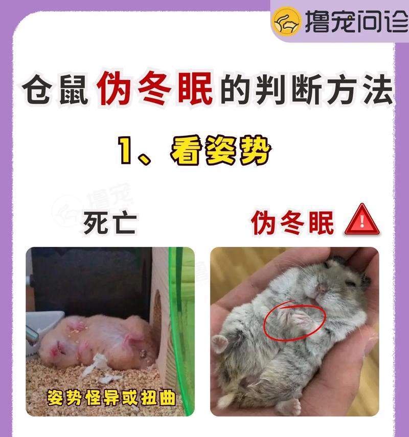 仓鼠长毛周期详解：影响因素与健康护理全攻略